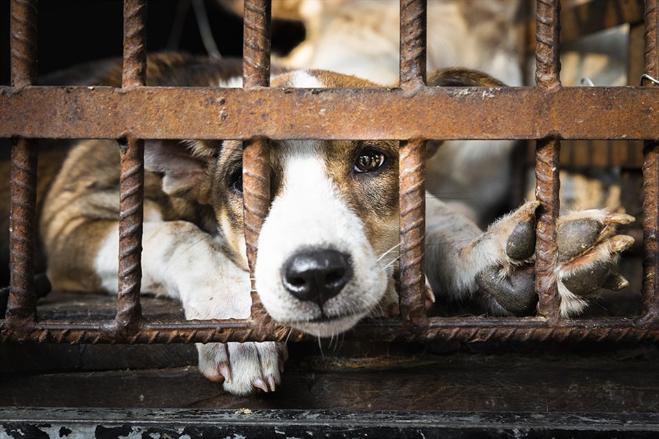 Four Paws công bố báo cáo nạn buôn bán thịt chó mèo ở Việt Nam