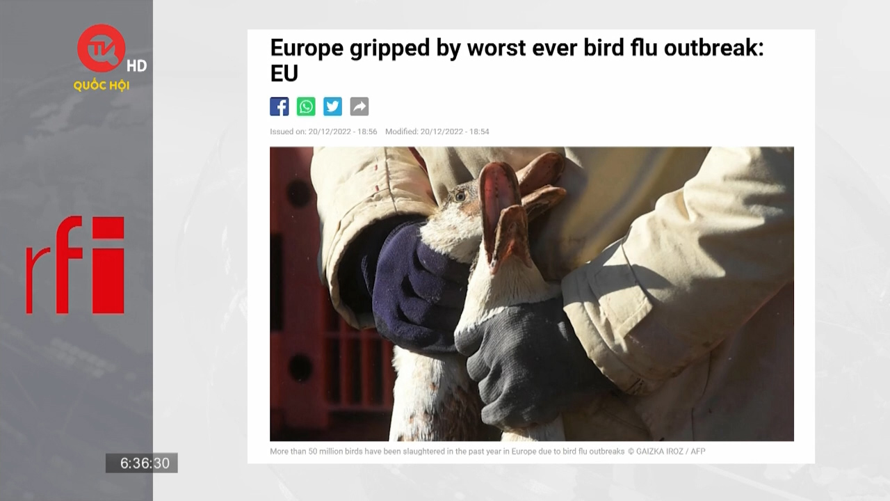 Châu Âu đối mặt dịch cúm gia cầm nghiêm trọng