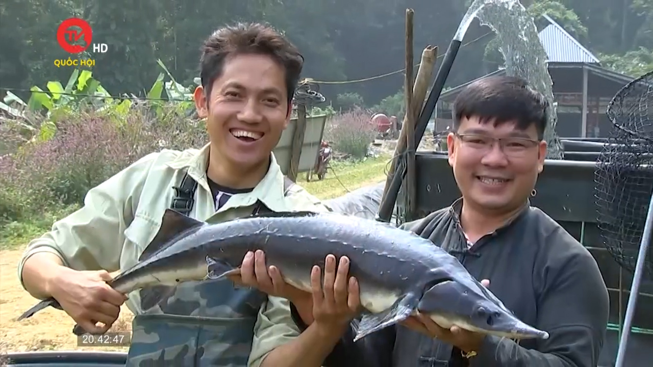 Chàng thanh niên người Dao khởi nghiệp thành công từ mô hình nuôi cá tầm nước lạnh