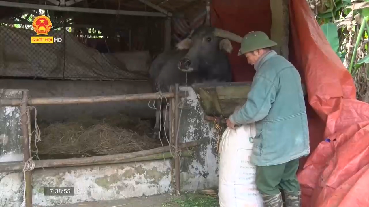 Thái Nguyên lo chống rét cho gần 100 nghìn trâu, bò