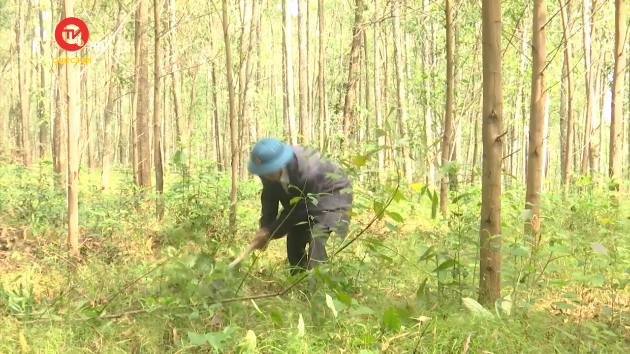 Nông nghiệp Việt Nam: Phát triển và quản lý rừng bền vững gắn với chứng chỉ rừng