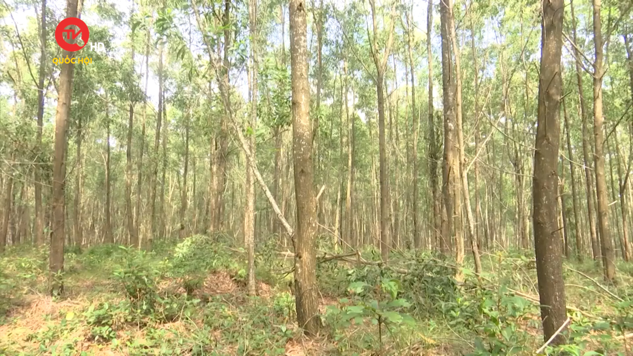 Quảng Trị: Người dân chưa mặn mà với trồng rừng FSC