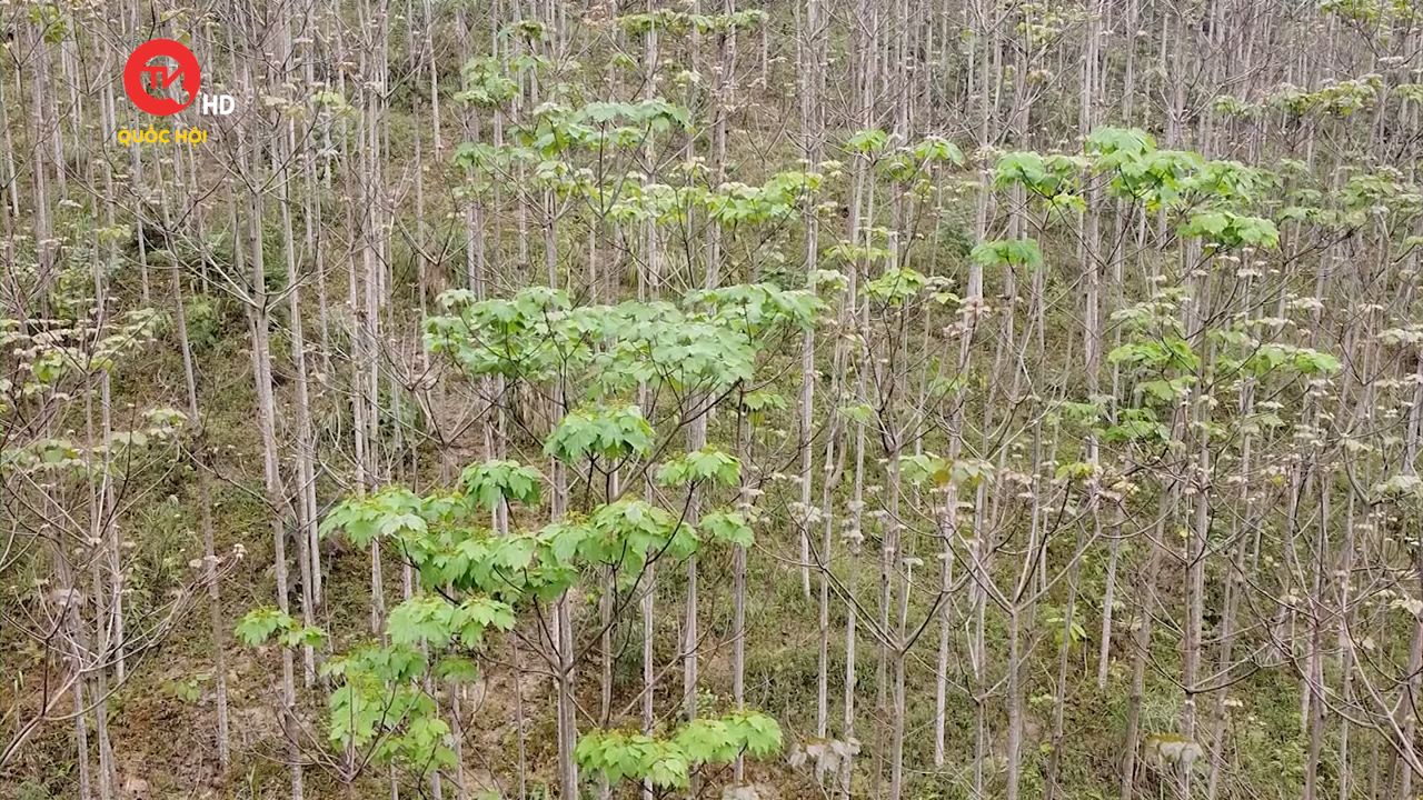 Thách thức trong quản lý rừng bền vững ở vùng cao