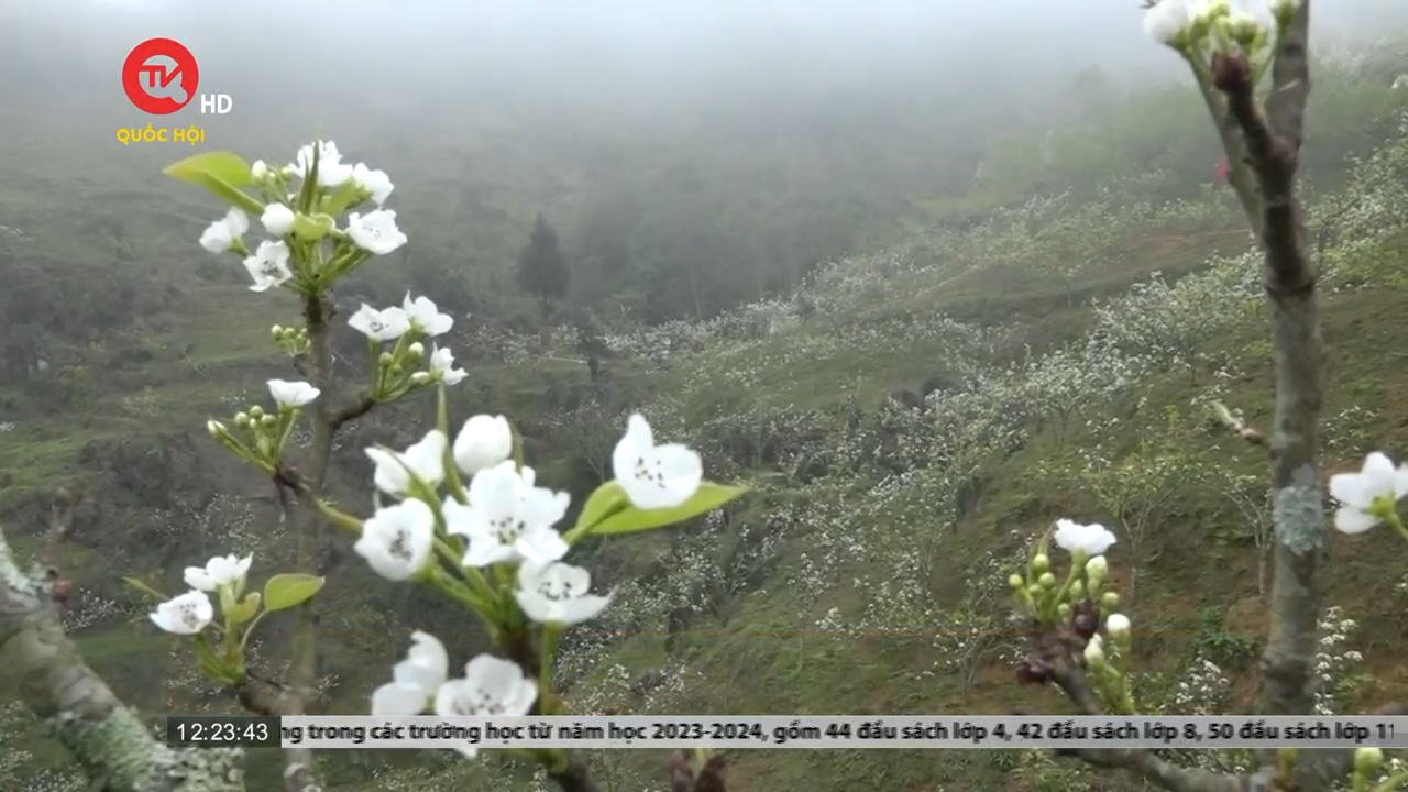 Cao nguyên đá Simacai hút khách du lịch mùa hoa lê