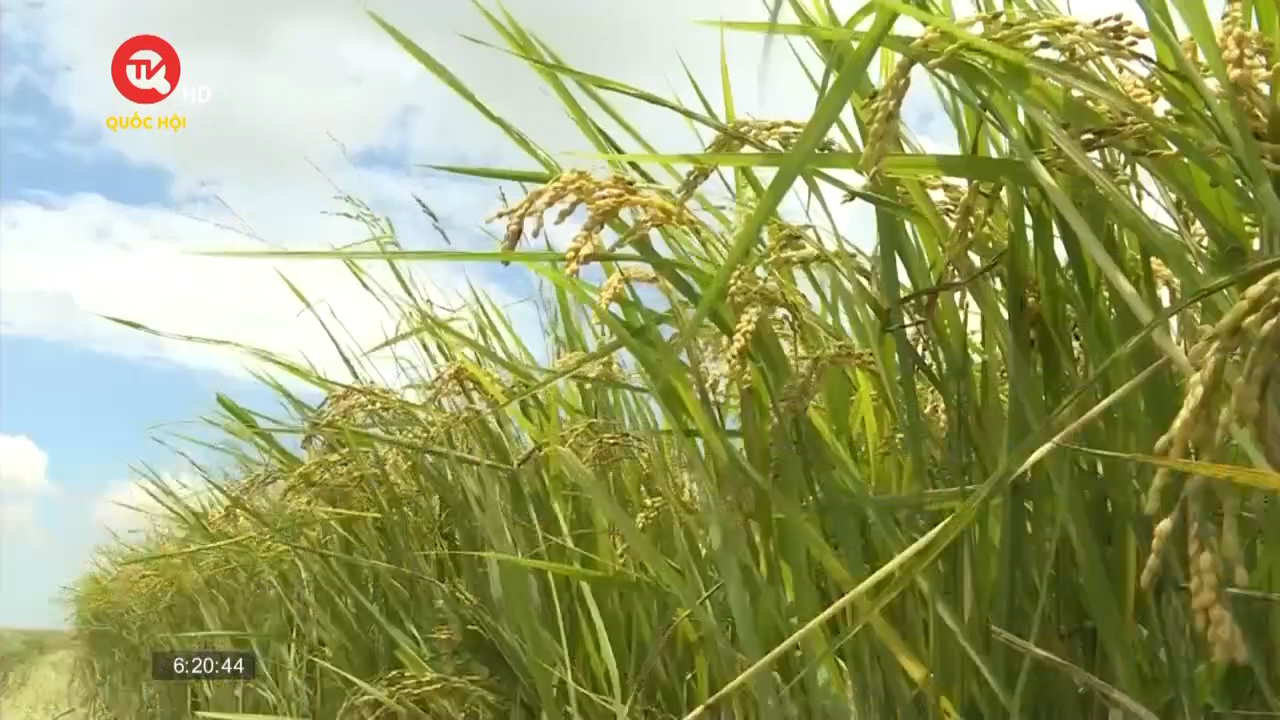 Giá gạo xuất khẩu tăng gần 10%