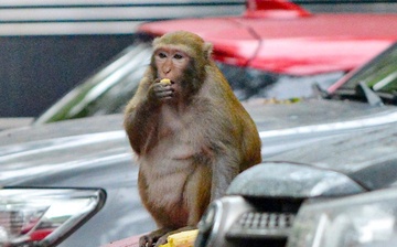 Khỉ xâm nhập sân bay Nội Bài, đe dọa an toàn bay