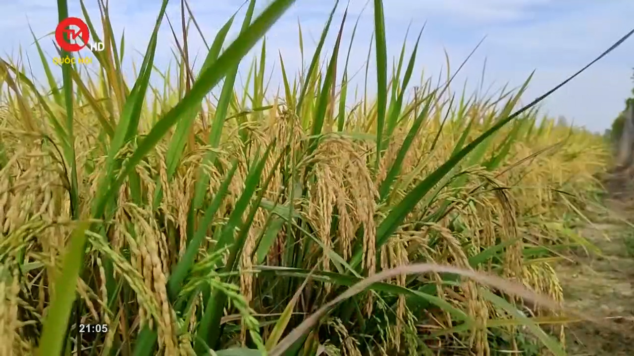 COP 26: Sản xuất lúa gạo phát thải thấp - Thích ứng với biến đổi khí hậu