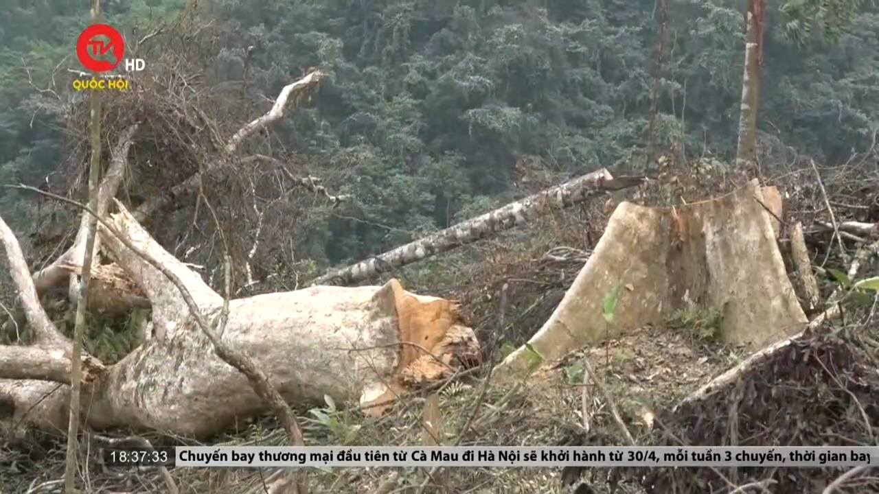 Gần 6ha rừng tự nhiên ở Quảng Bình bị "cạo trọc"