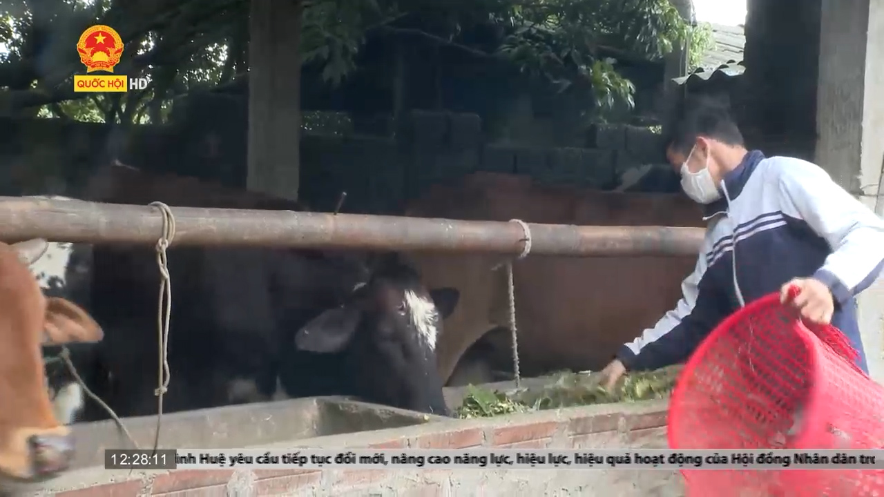 Tuyên Quang: Chủ động phòng chống đói, rét cho vật nuôi