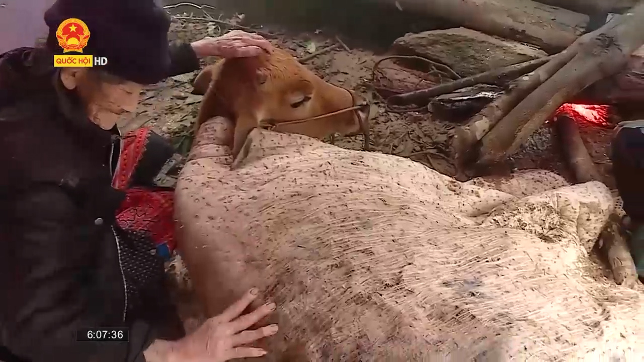 Sơn La: Hàng trăm con trâu bò chết rét