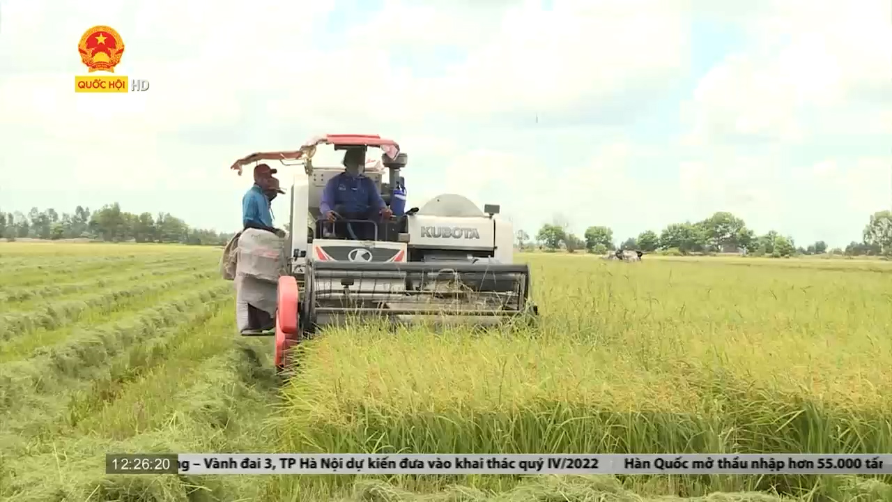 Giá gạo xuất khẩu của Việt Nam bất ngờ tăng mạnh