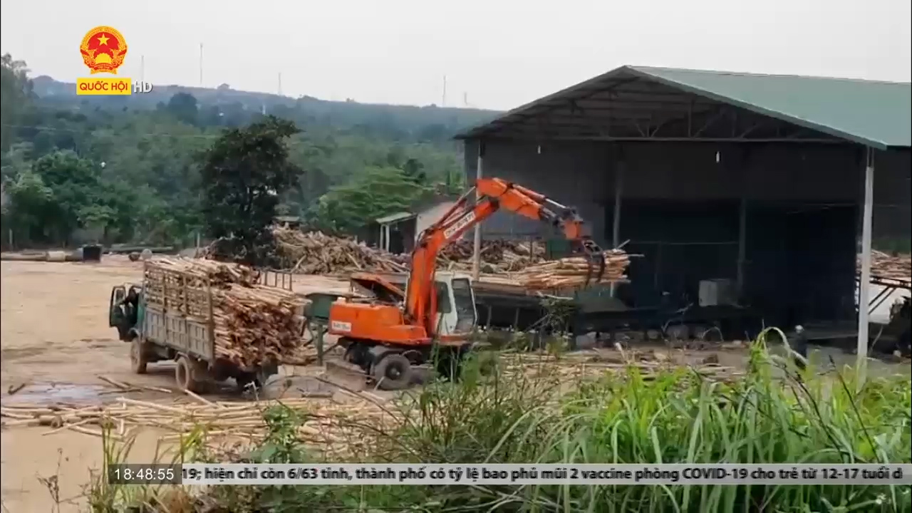 Sau phản ánh của Truyền hình Quốc hội Việt Nam, tỉnh Quảng Trị chấn chỉnh các nhà máy dăm không phép