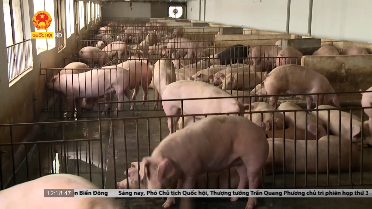 Tổng đàn lợn của Việt Nam năm 2021 đạt 28 triệu con