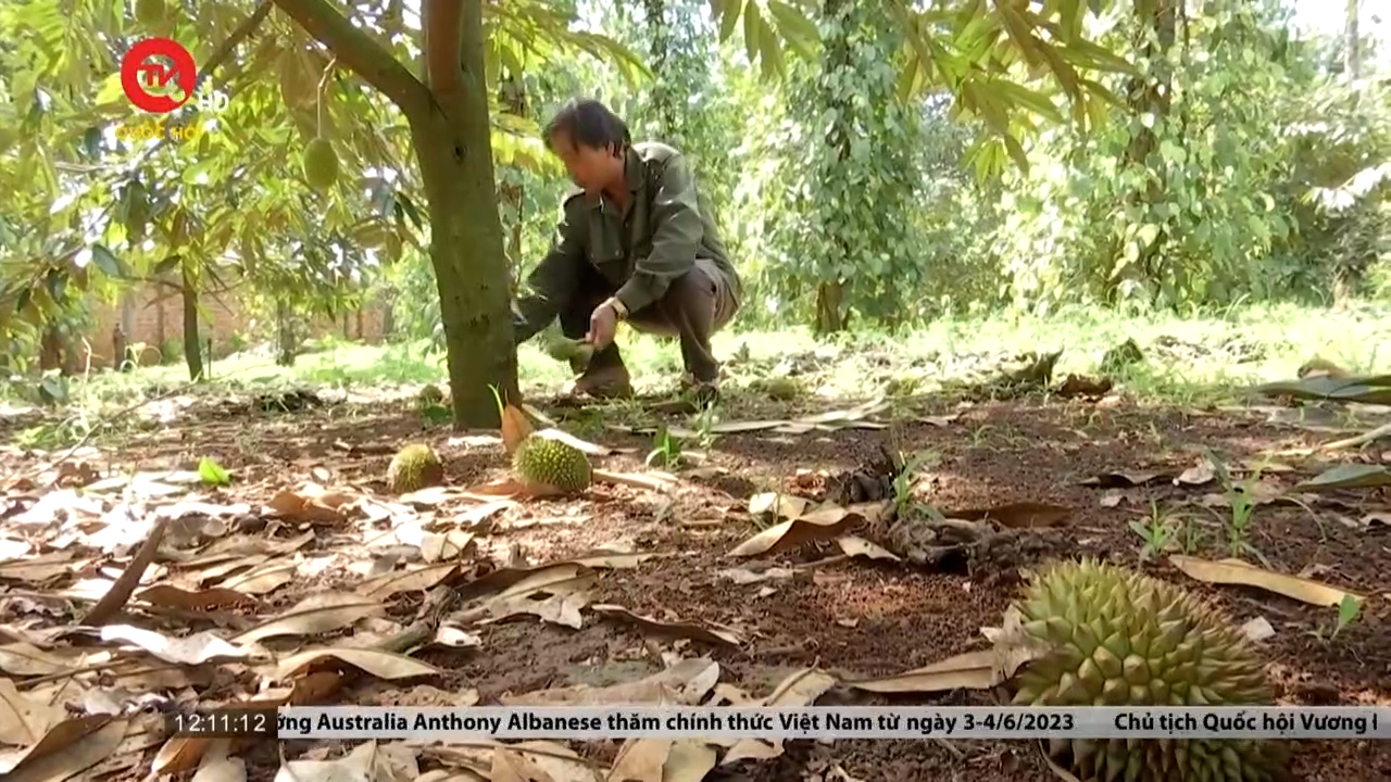 Đắk Lắk: Sầu riêng rụng trái hàng loạt, nhà vườn nguy cơ thất thu