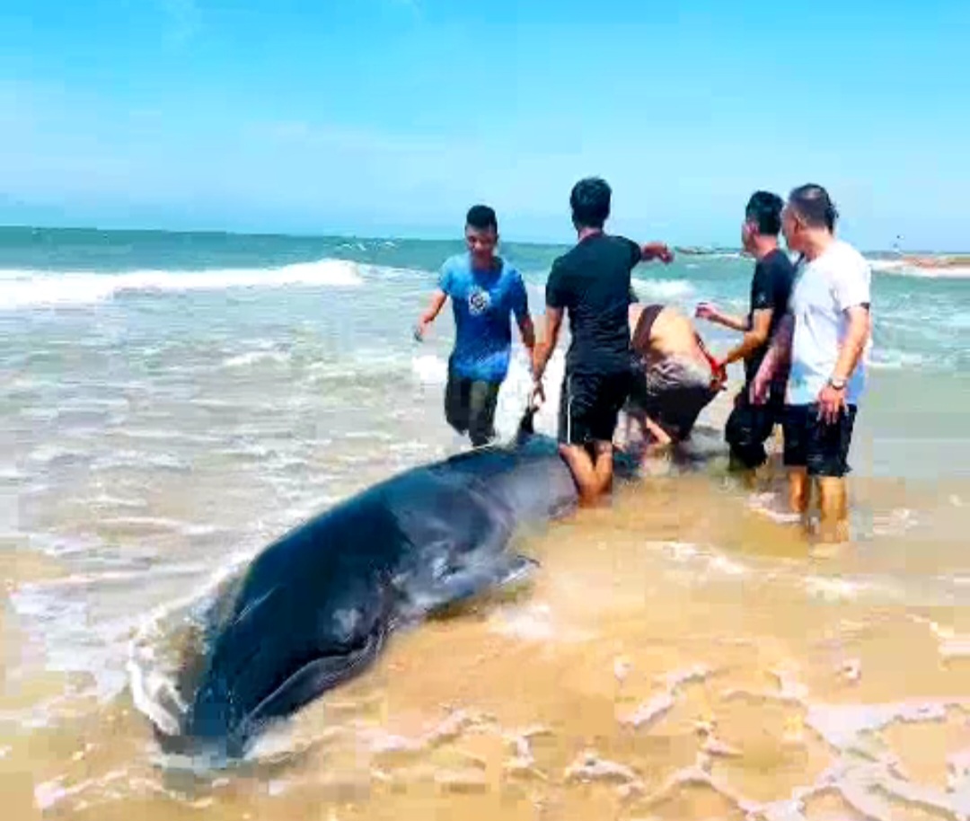 Giải cứu cá voi lưng gù mắc cạn trên bãi biển Bình Thuận