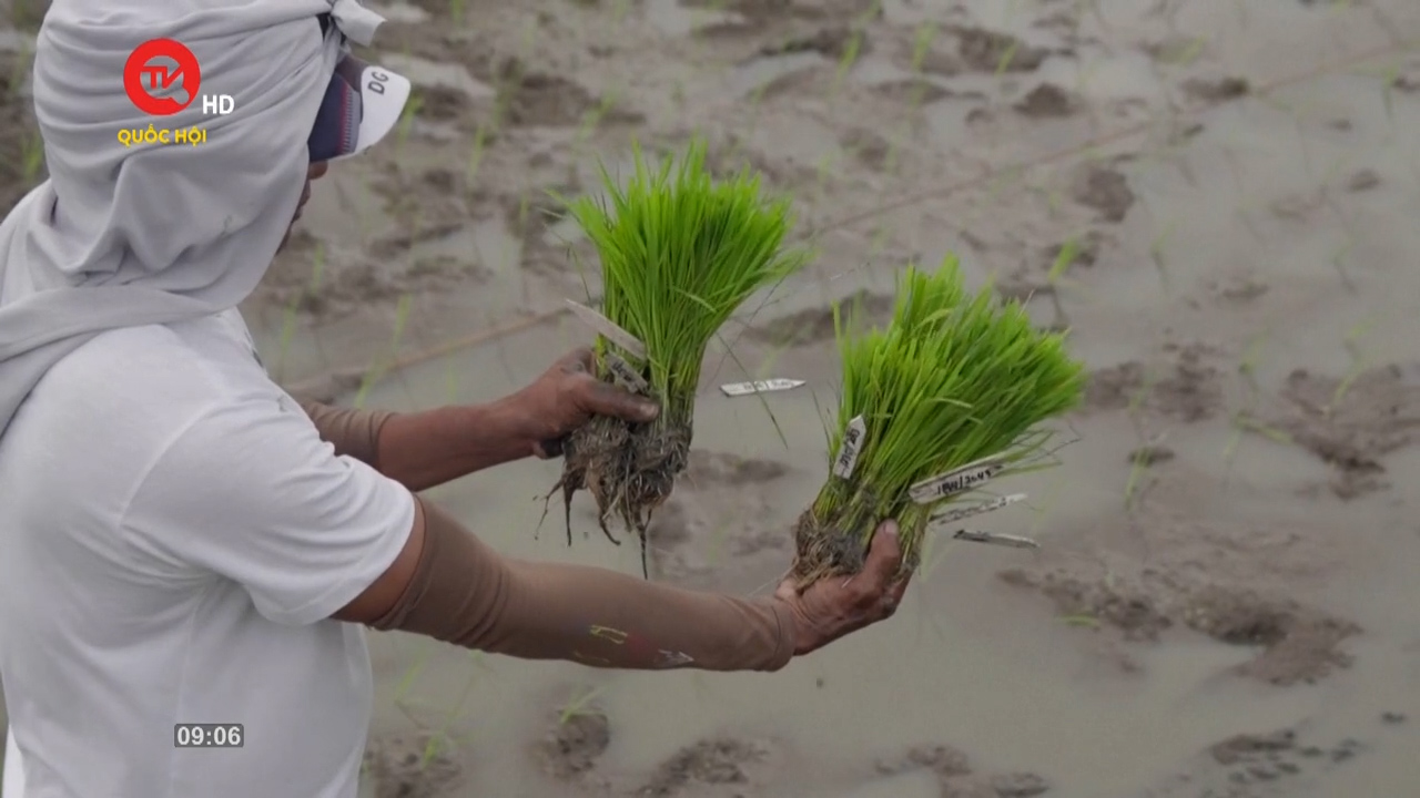 Nông nghiệp Việt Nam: Xây dựng hệ thống lương thực bền vững thích ứng với biến đổi khí hậu