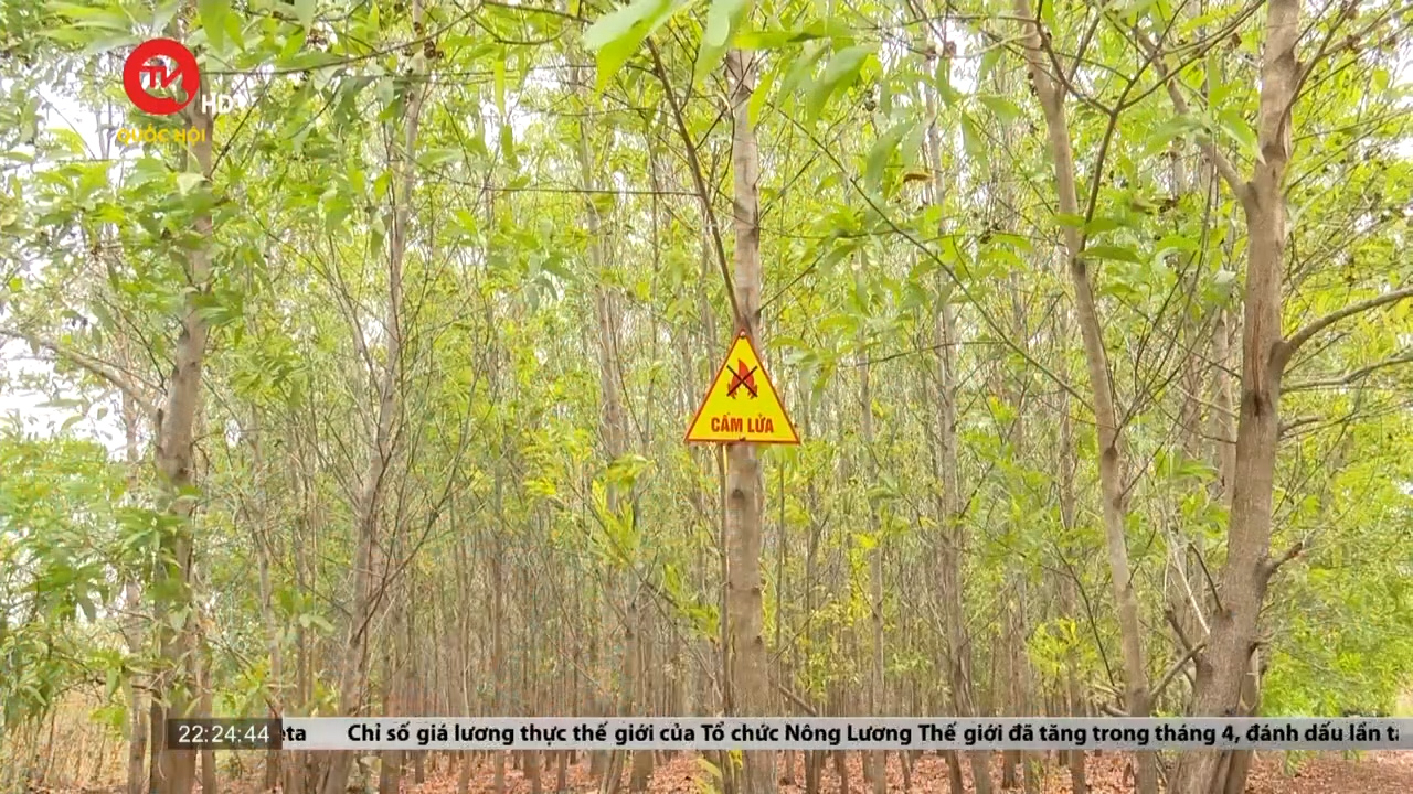 Đắk Lắk: Tăng cường phòng cháy rừng mùa khô
