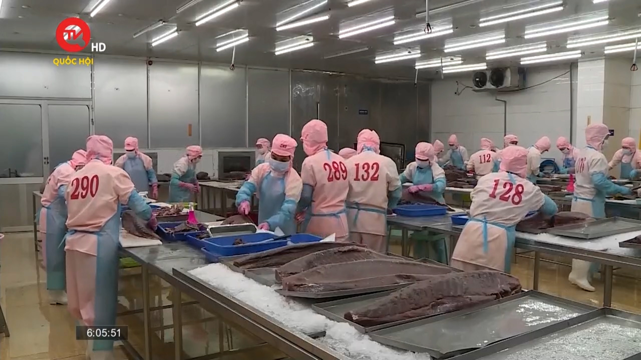 Doanh nghiệp xuất khẩu cá ngừ thiếu vốn mua nguyên liệu của ngư dân