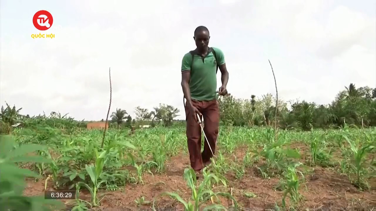Phân bón hữu cơ "lên ngôi" trong khủng hoảng ở Tây Phi