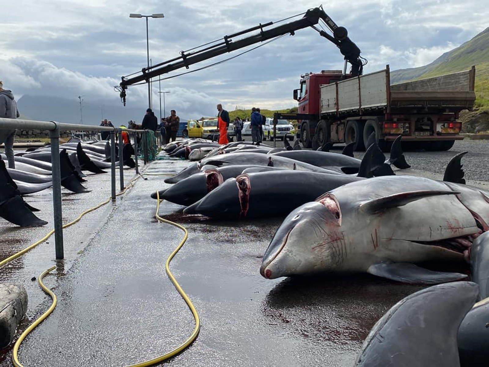 Cuộc thảm sát hơn 500 con cá heo ở Đan Mạch