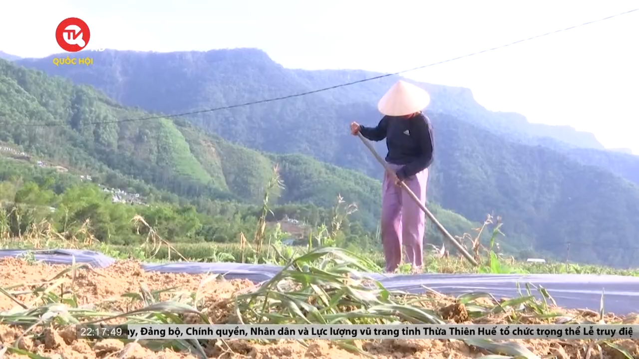 Quảng Nam: Thiếu nước tưới, nông dân gặp nhiều khó khăn