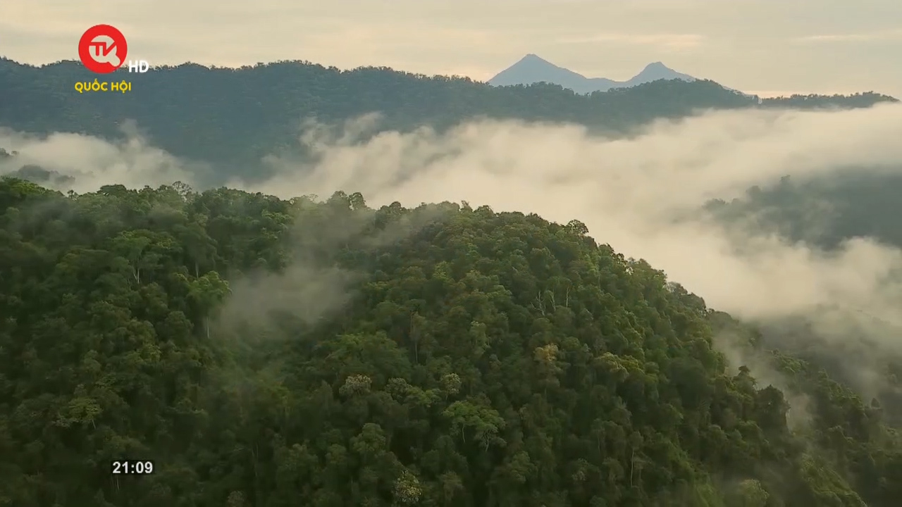 COP 26 |Số 51|: Xây dựng tín chỉ Carbon rừng - Cơ hội và thách thức của Việt Nam