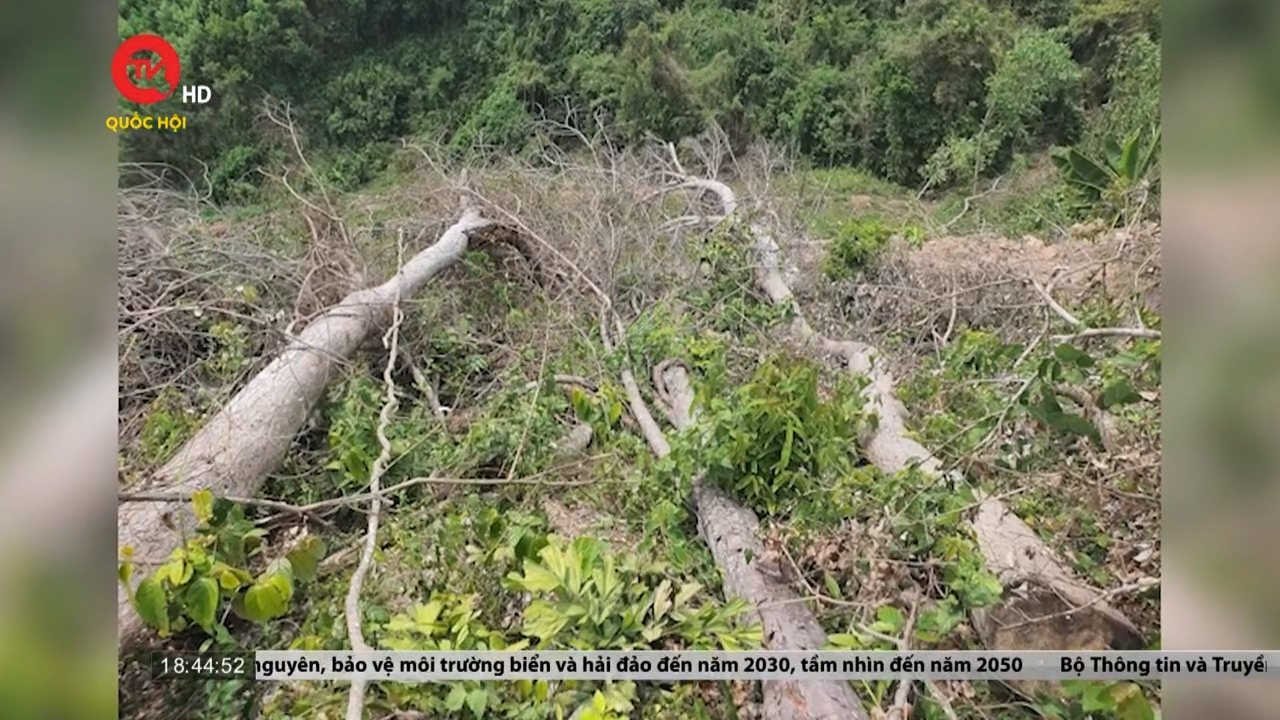 Phú Yên: Điều tra đối tượng phá gần 6.000m2 rừng phòng hộ, tự nhiên