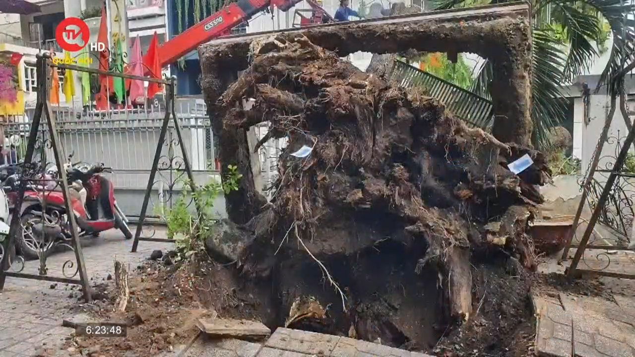TP HCM: Rà soát toàn bộ cây xanh trong trường học sau vụ cây đổ ở Trường THCS Trần Văn Ơn