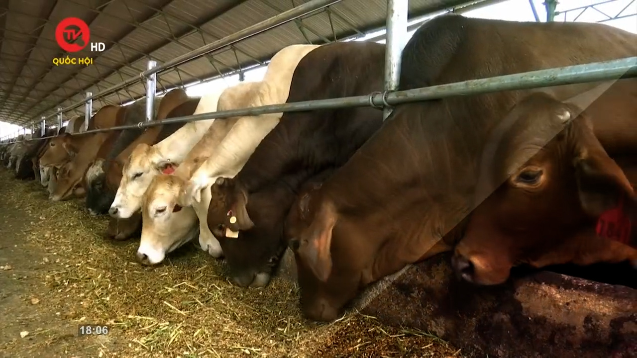 Câu chuyện hôm nay: Kinh tế tuần hoàn trong chăn nuôi - Giảm phát thải khí nhà kính