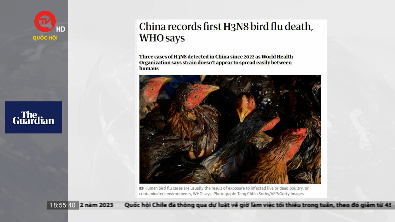 Ca tử vong do cúm gia cầm H3N8 đầu tiên ở Trung Quốc