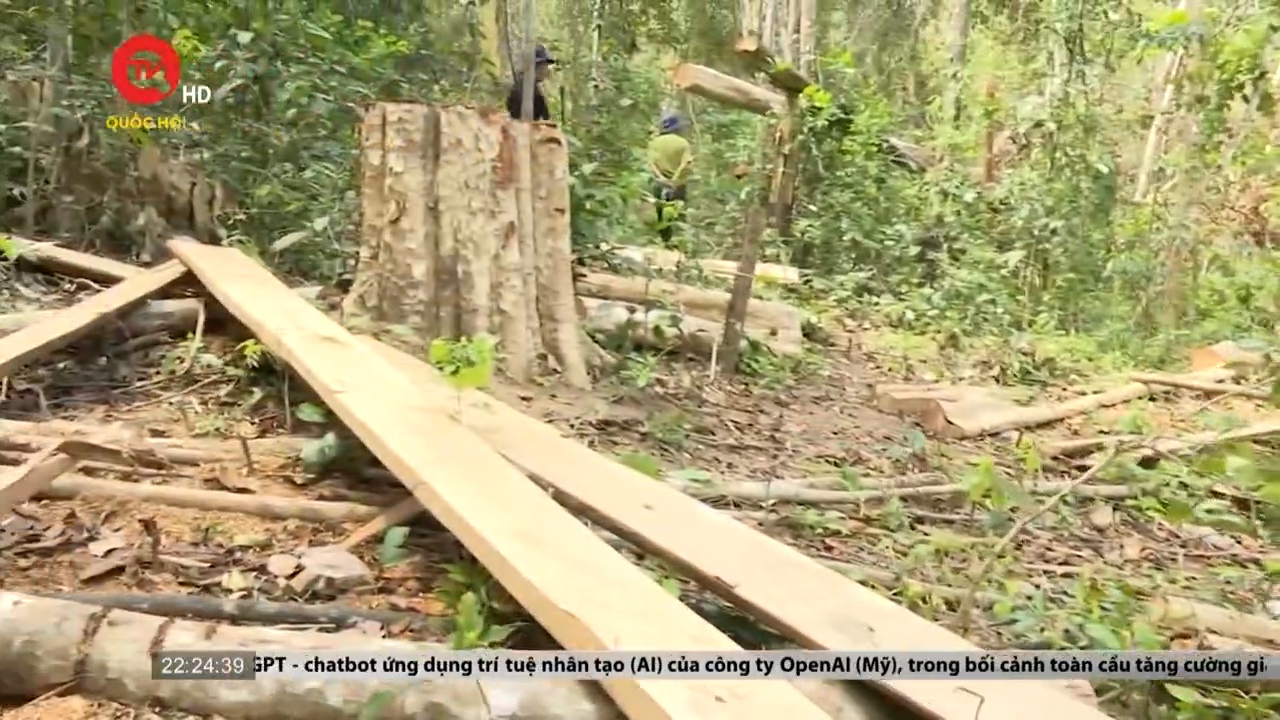 Gia Lai: Kỷ luật nhiều cán bộ để mất rừng