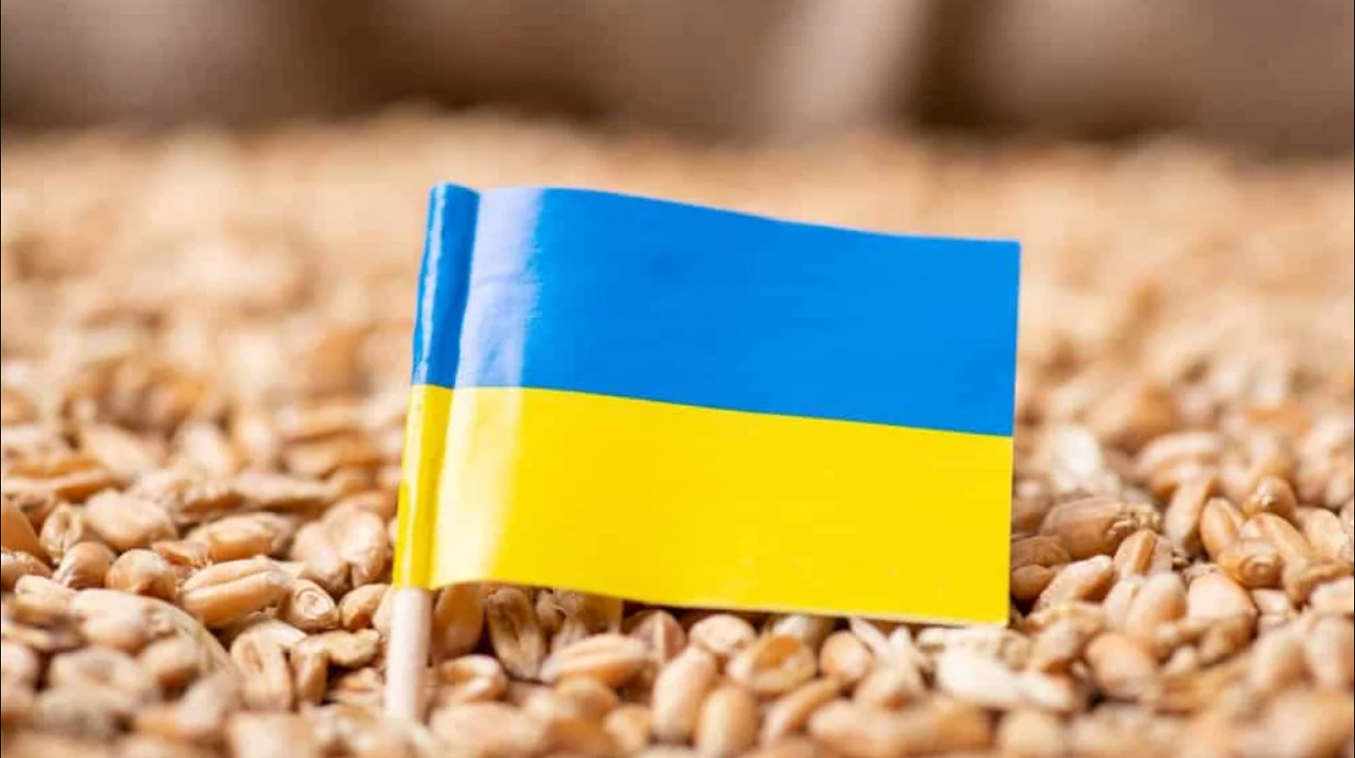 Ba Lan, Hungary cấm nhập ngũ cốc Ukraine