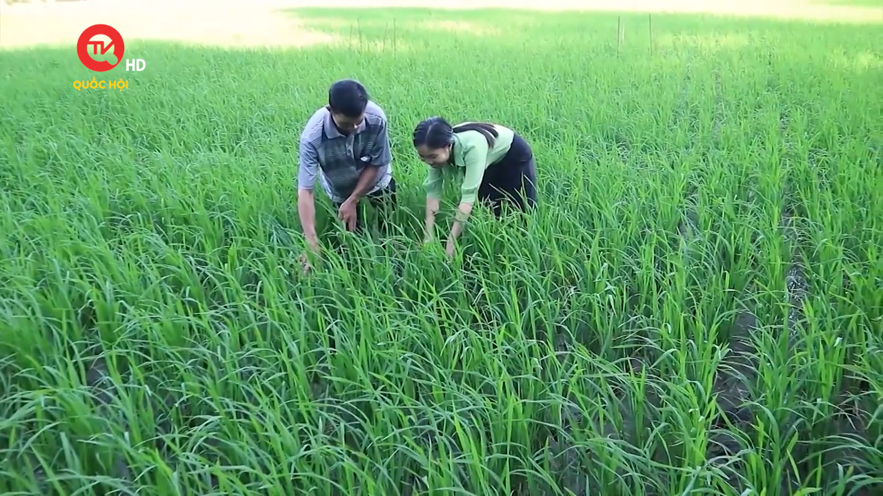 Câu chuyện hôm nay: Sản xuất lúa gạo carbon thấp giải pháp cho khí hậu