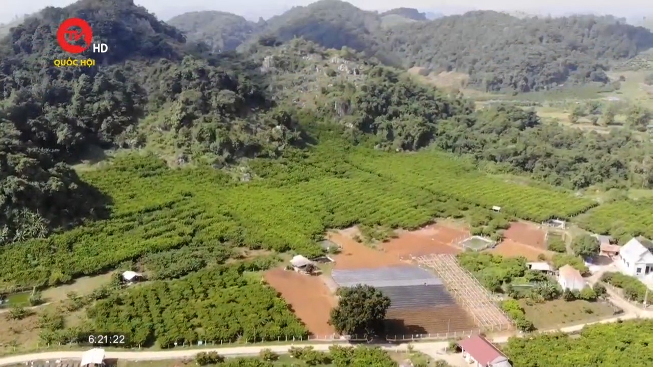 Sơn La: Phát động phong trào bao 15 triệu trái cây phục vụ tiêu thụ và xuất khẩu