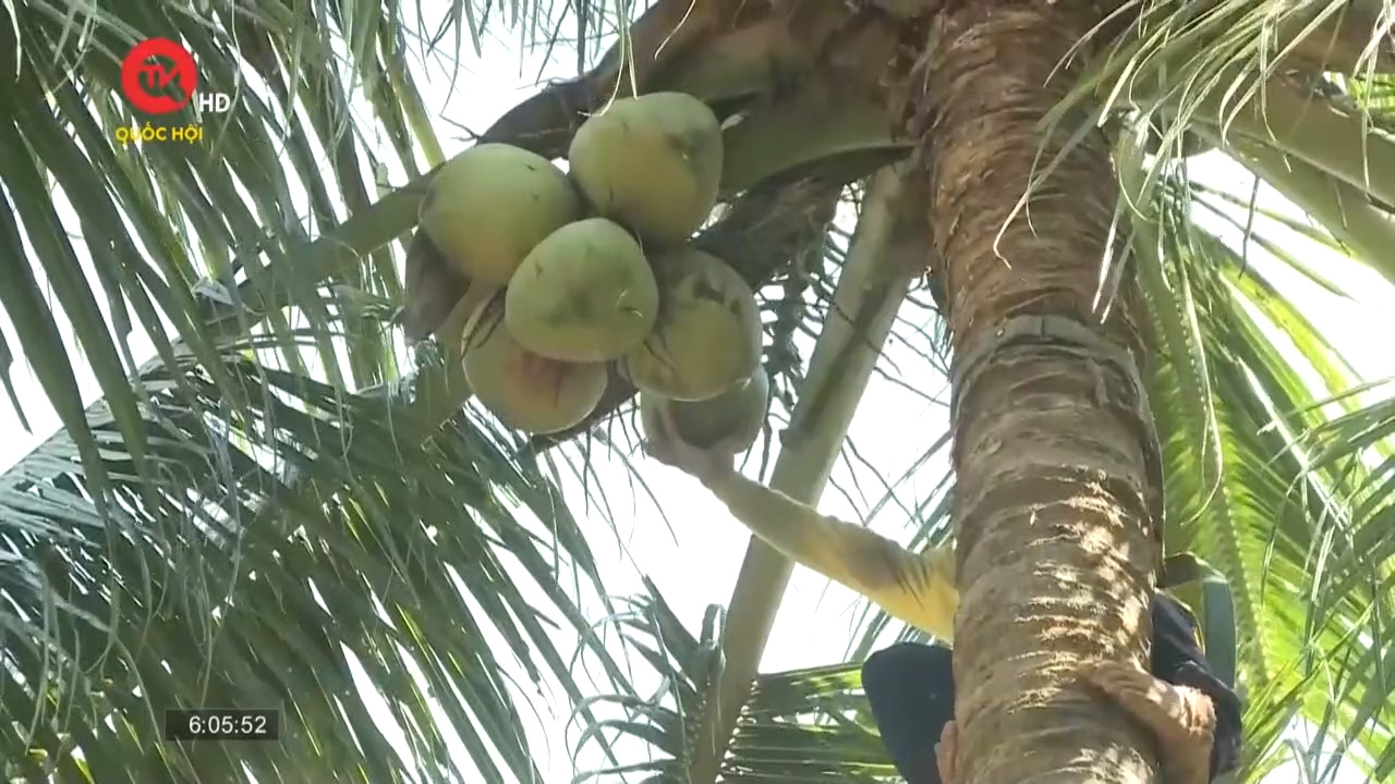 "Tái sinh" những vườn dừa hữu cơ tại Bình Định