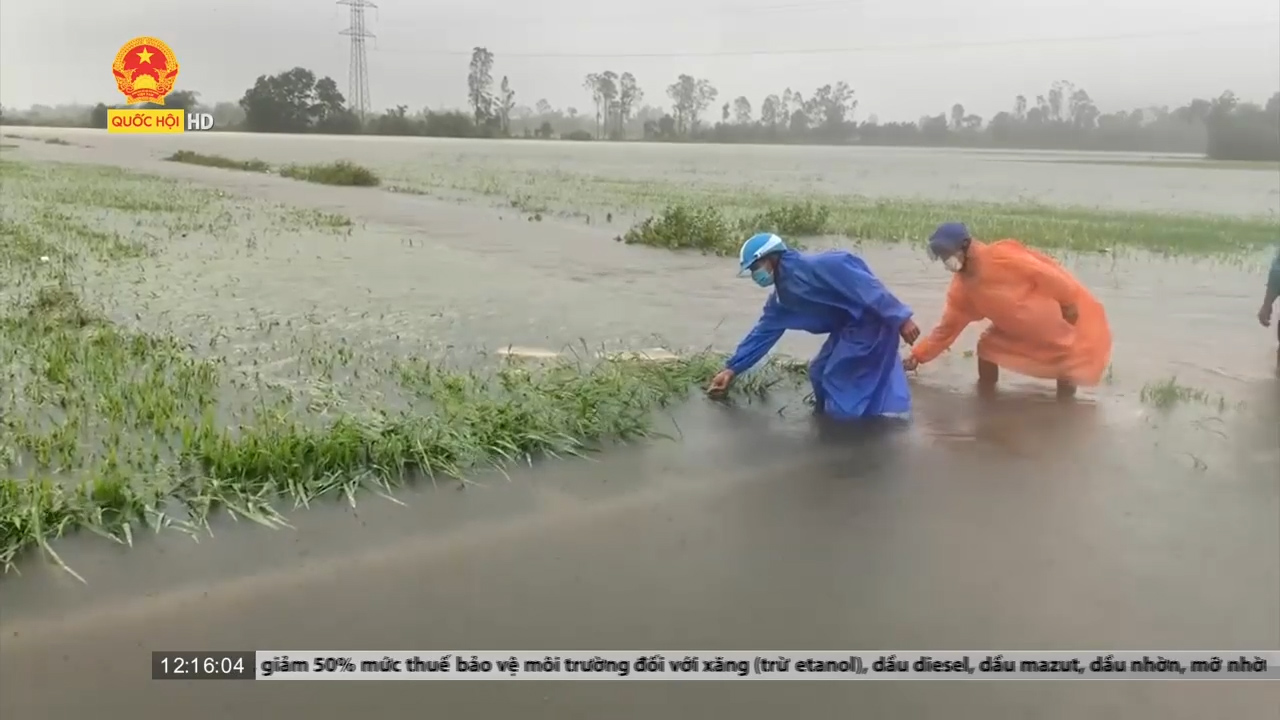 Quảng Nam: 1 người chết, hàng ngàn hecta lúa và hoa màu thiệt hại do mưa lũ