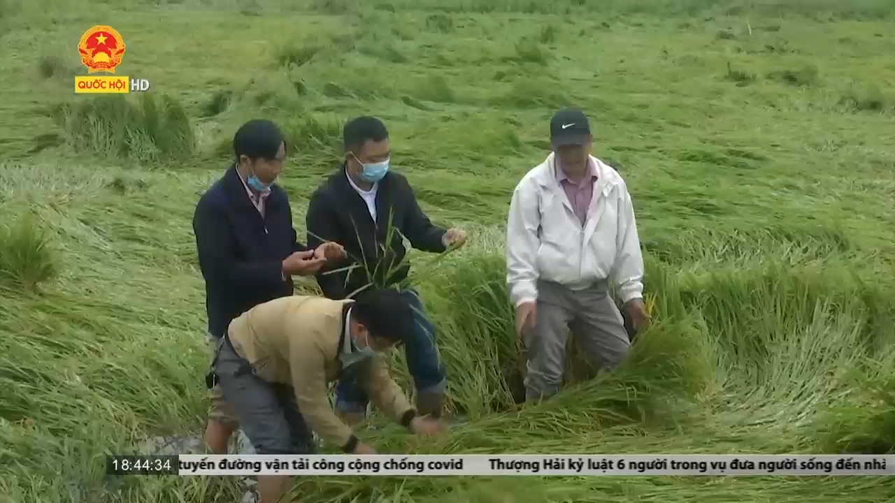 Thời tiết cực đoan tại Thừa Thiên - Huế, thiệt hại gần 8000 hecta lúa