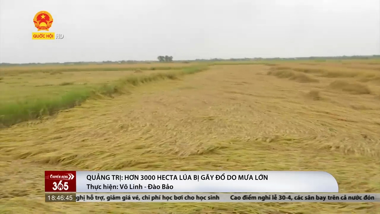 Mưa lớn lặp lại, hơn 3000 hecta lúa bị gãy đổ tại Quảng Trị
