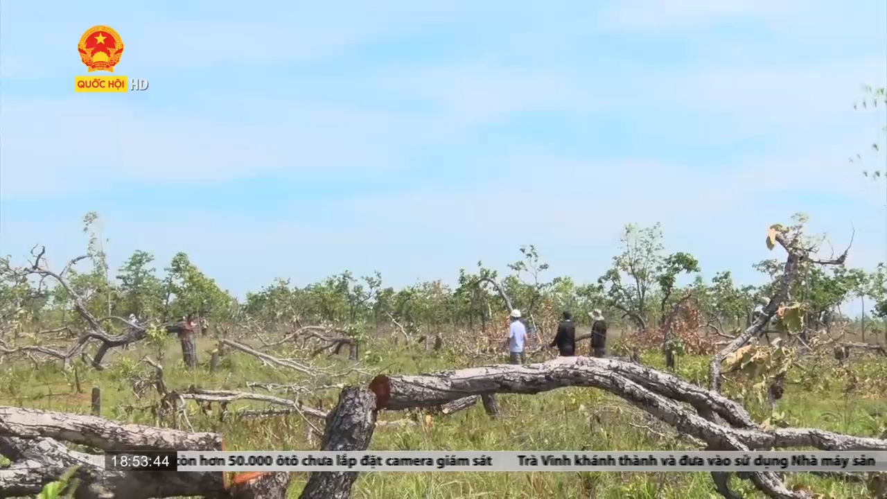 Đắk Lắk: Tạm giữ các đối tượng liên quan đến vụ phá hơn 382 ha rừng