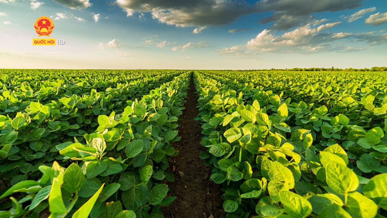 Nông nghiệp thị trường: Phát triển “nông nghiệp sinh thái, nông thôn hiện đại, nông dân văn minh”