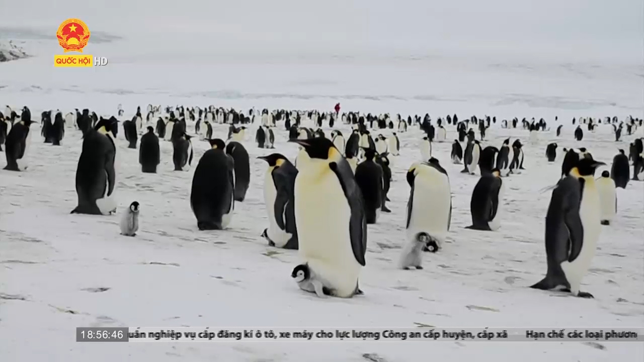 Chim cánh cụt ở Nam cực có nguy cơ tuyệt chủng sau 30 năm nữa