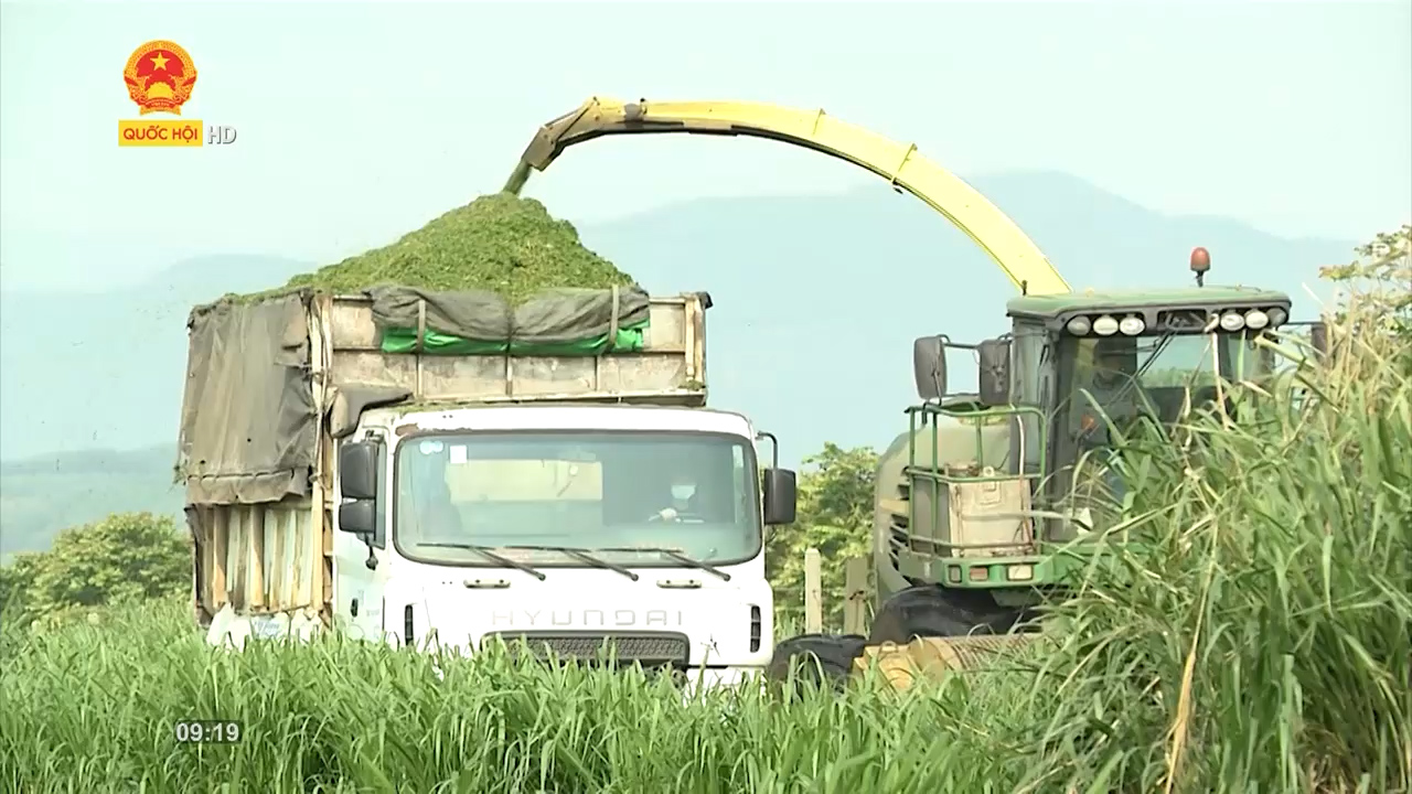Nông nghiệp Việt Nam: Chủ động nguồn thức ăn chăn nuôi khi giá nguyên liệu tăng “phi mã”