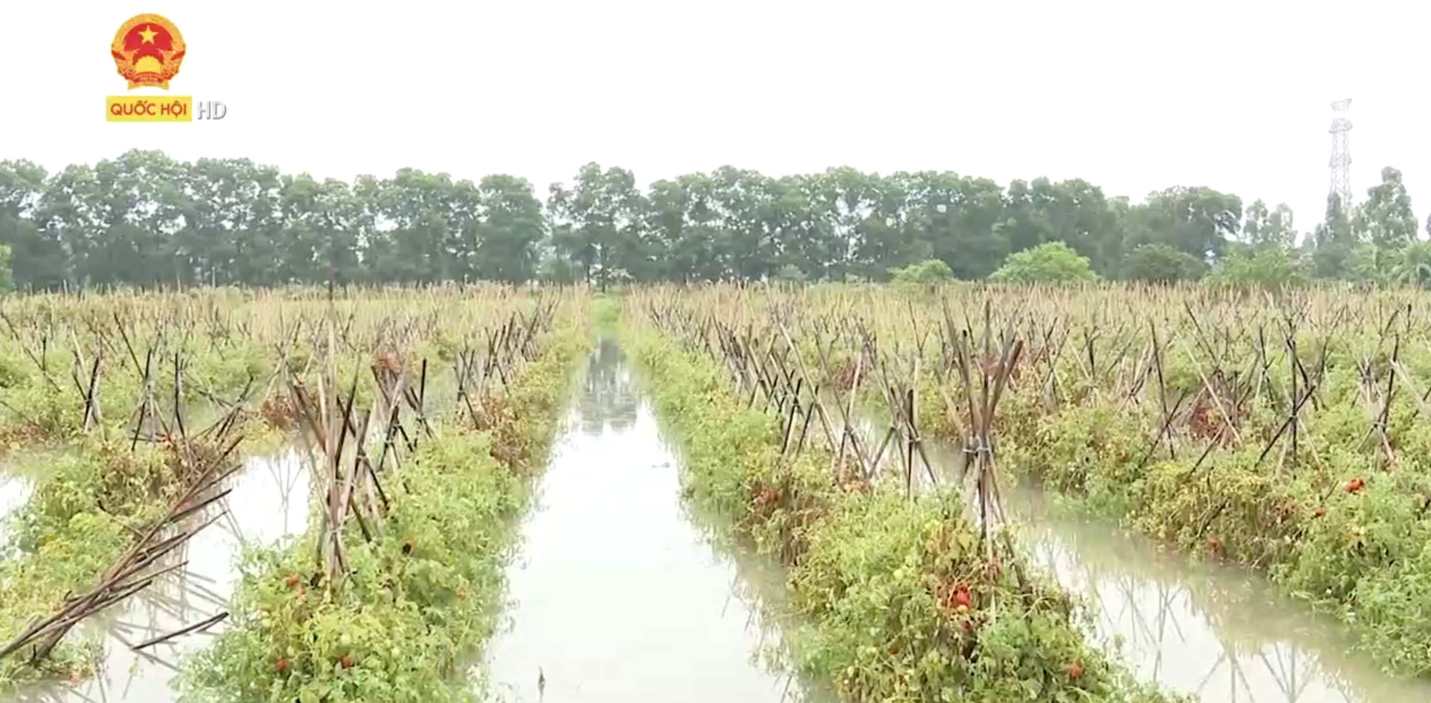 Cụm dân sinh: Vĩnh Phúc: 2 người thiệt mạng, 1 người bị thương, gần 9.900 ha bị ngập vì mưa lũ