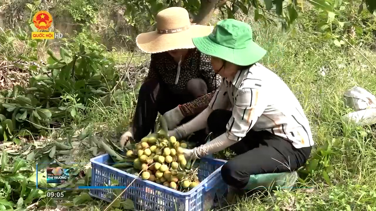 Nông nghiệp thị trường: Giá phân bón tăng cao, hướng đi nào cho Việt Nam?