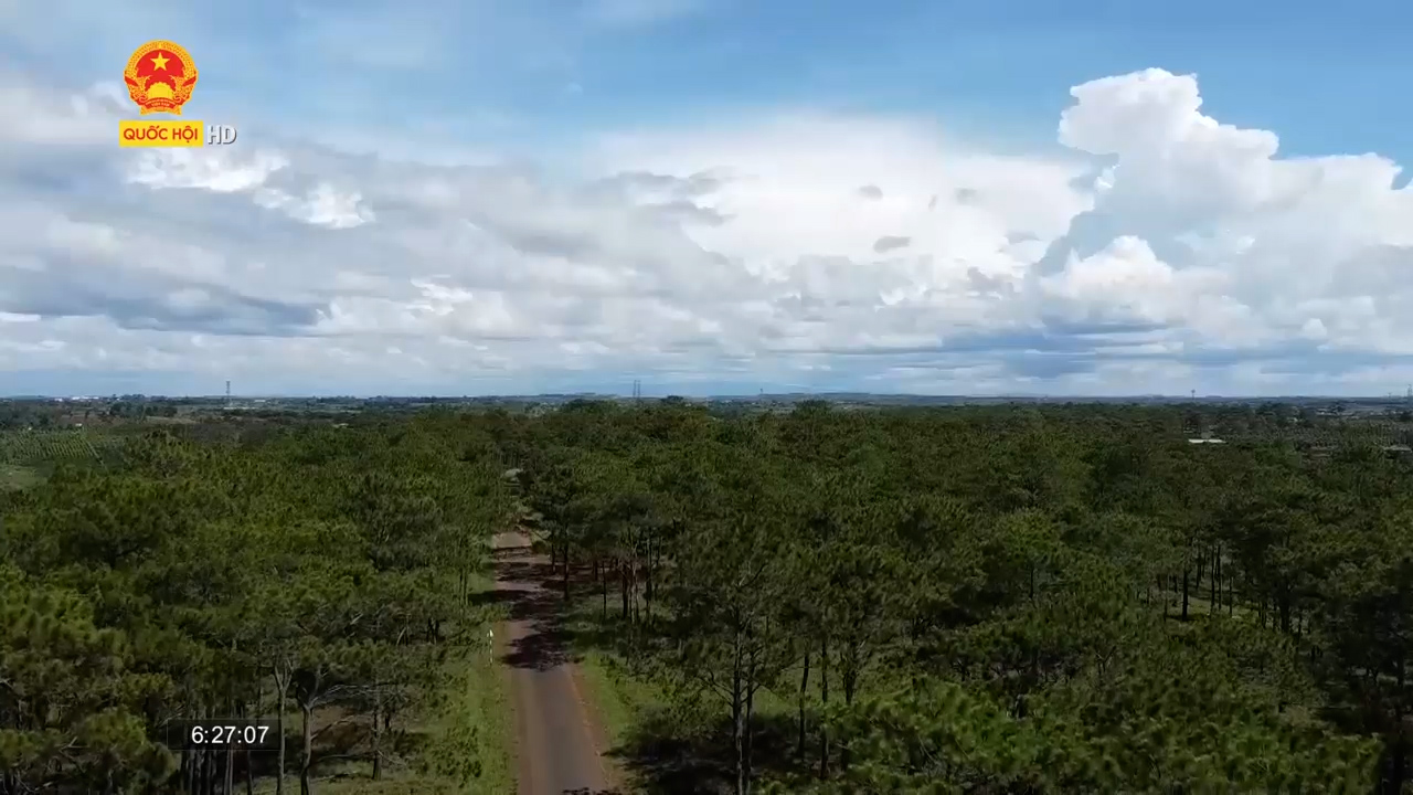 Đắk Nông: Hồi sinh những rừng thông chết
