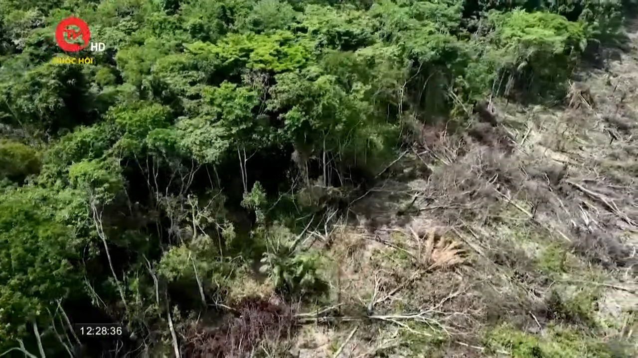 Thách thức trong việc tái phủ xanh rừng Amazon