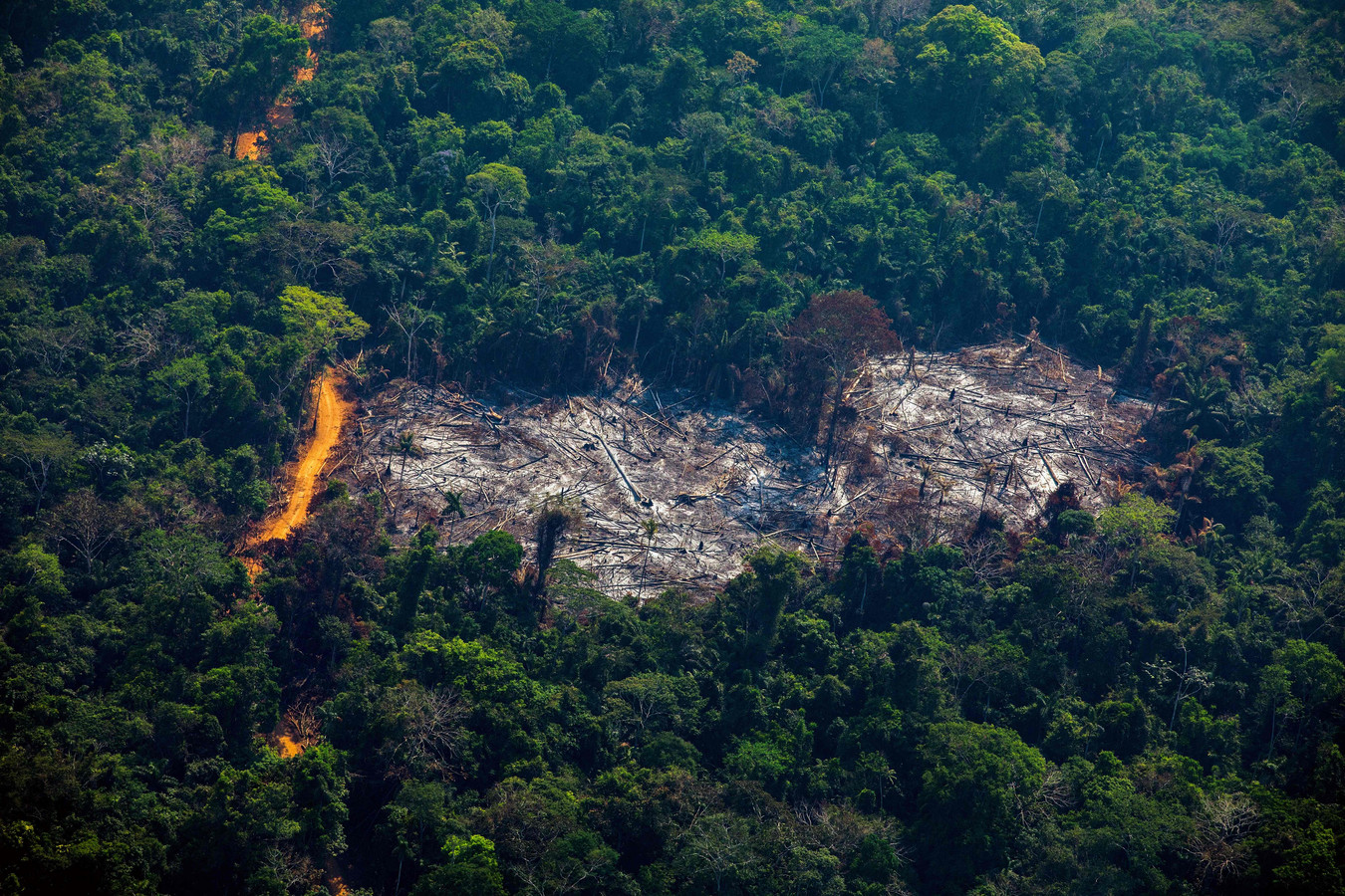 Brazil công bố kế hoạch chống nạn phá rừng Amazon