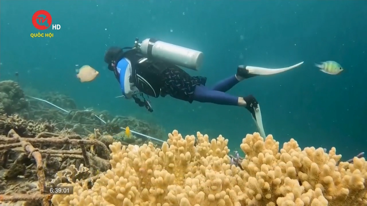 Hành trình bảo tồn san hô của nhà khoa học Indonesia