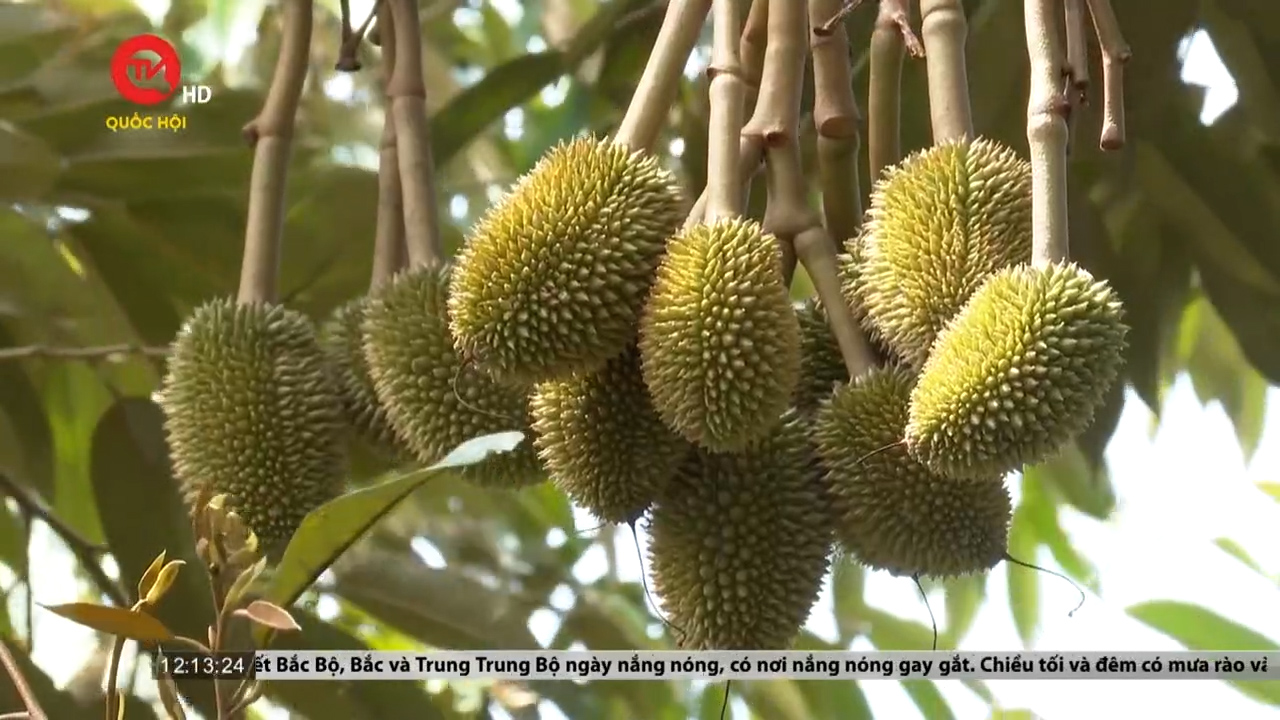 Khánh Hòa: Liên kết trồng sầu riêng hữu cơ hướng tới xuất khẩu