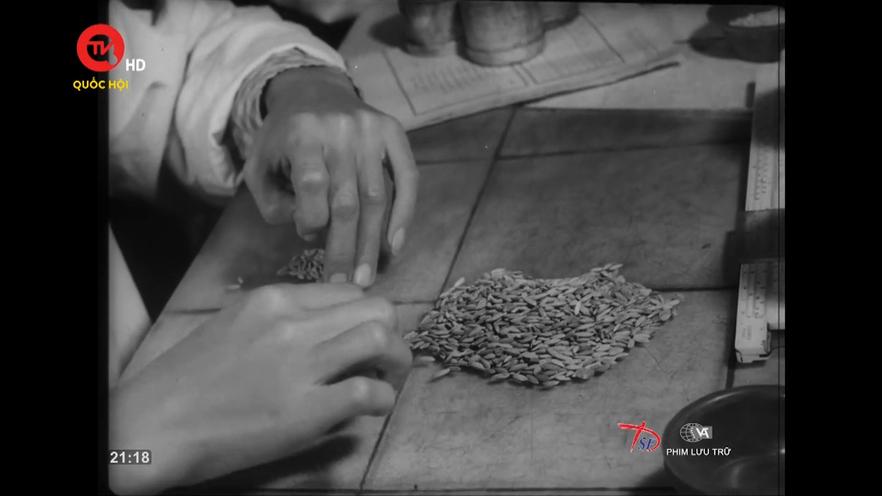 Phim tài liệu: Hạt thóc hạt vàng